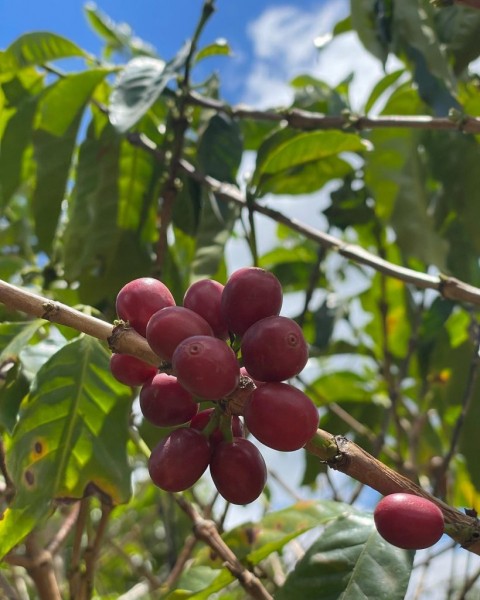 El Salvador Buena Vista Natural