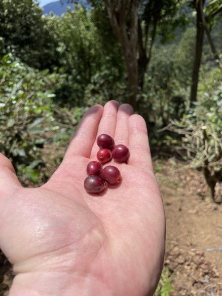 El Salvador Buena Vista Natural