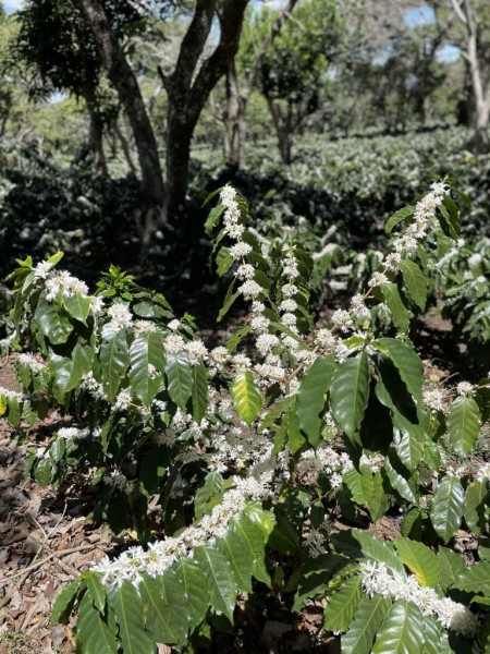 El Salvador Buena Vista Natural